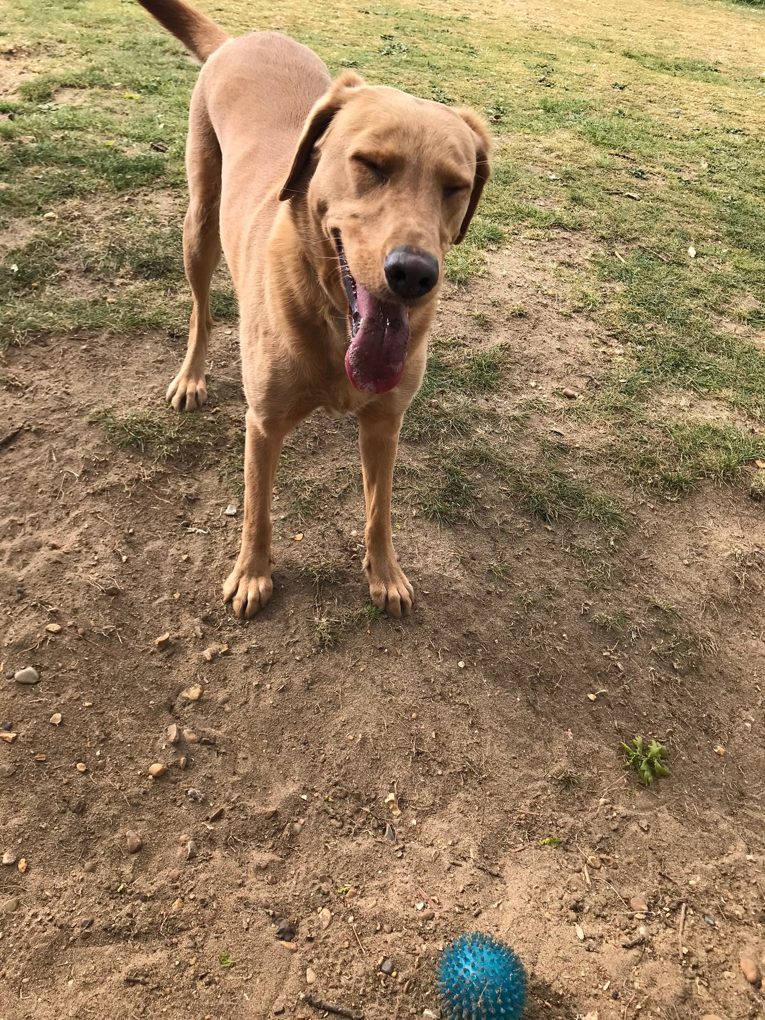 Golden Labrador with tongue out looking happy