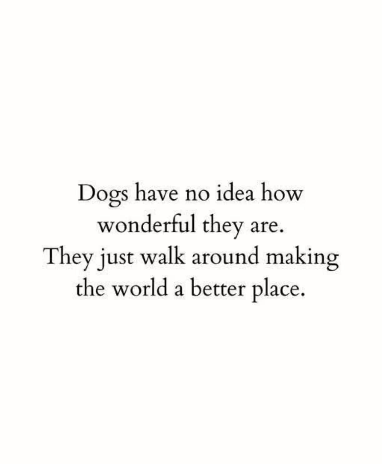 Quote: Dogs have no idea how wonderful they are. They just walk around making the world a better place.