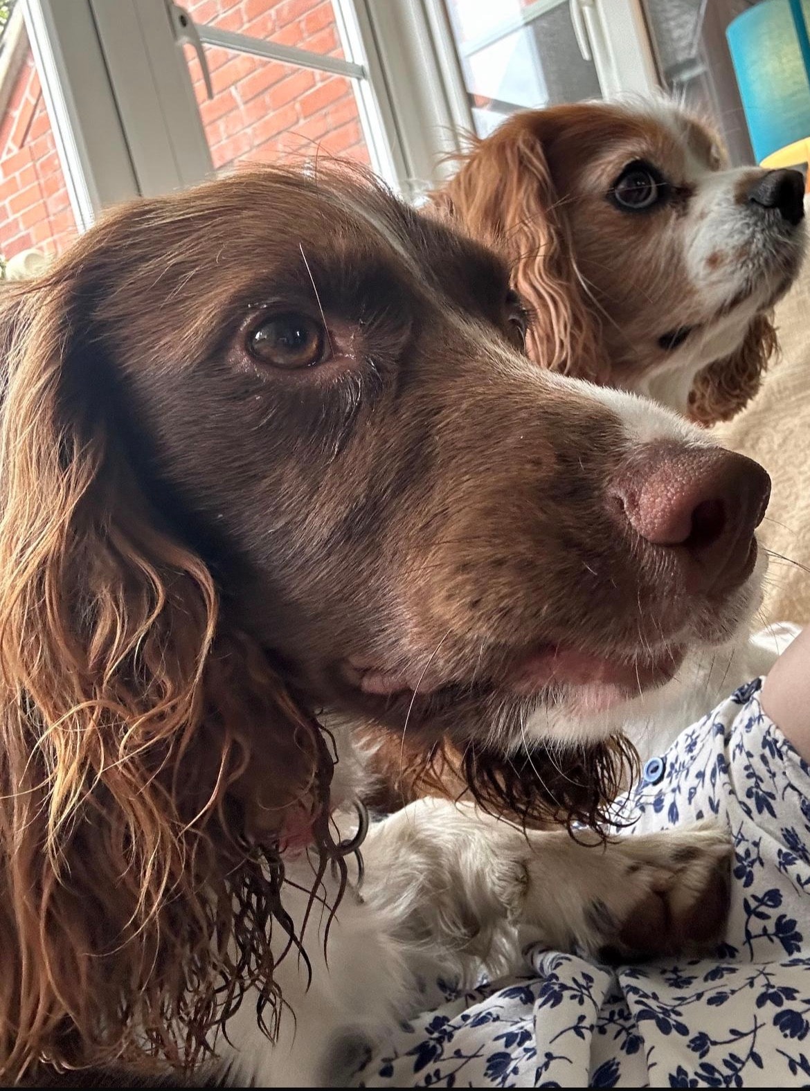 Two spaniels cuddling together indoors