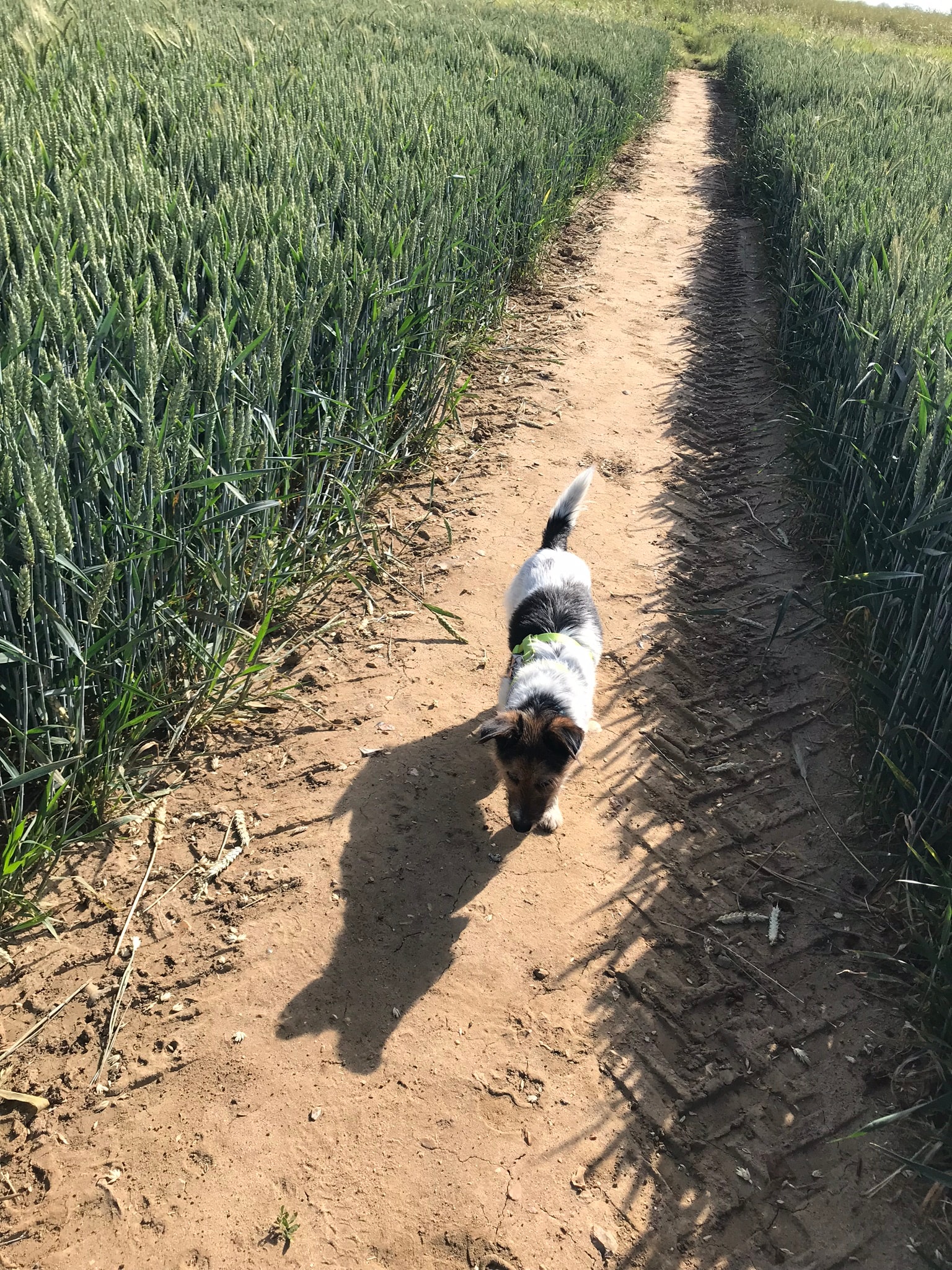 Small terrier on a dirt path through the countryside