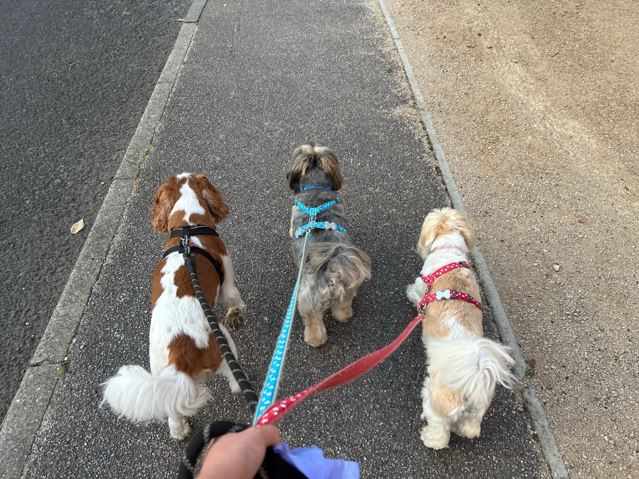 Three dogs on leads walking along a pavement