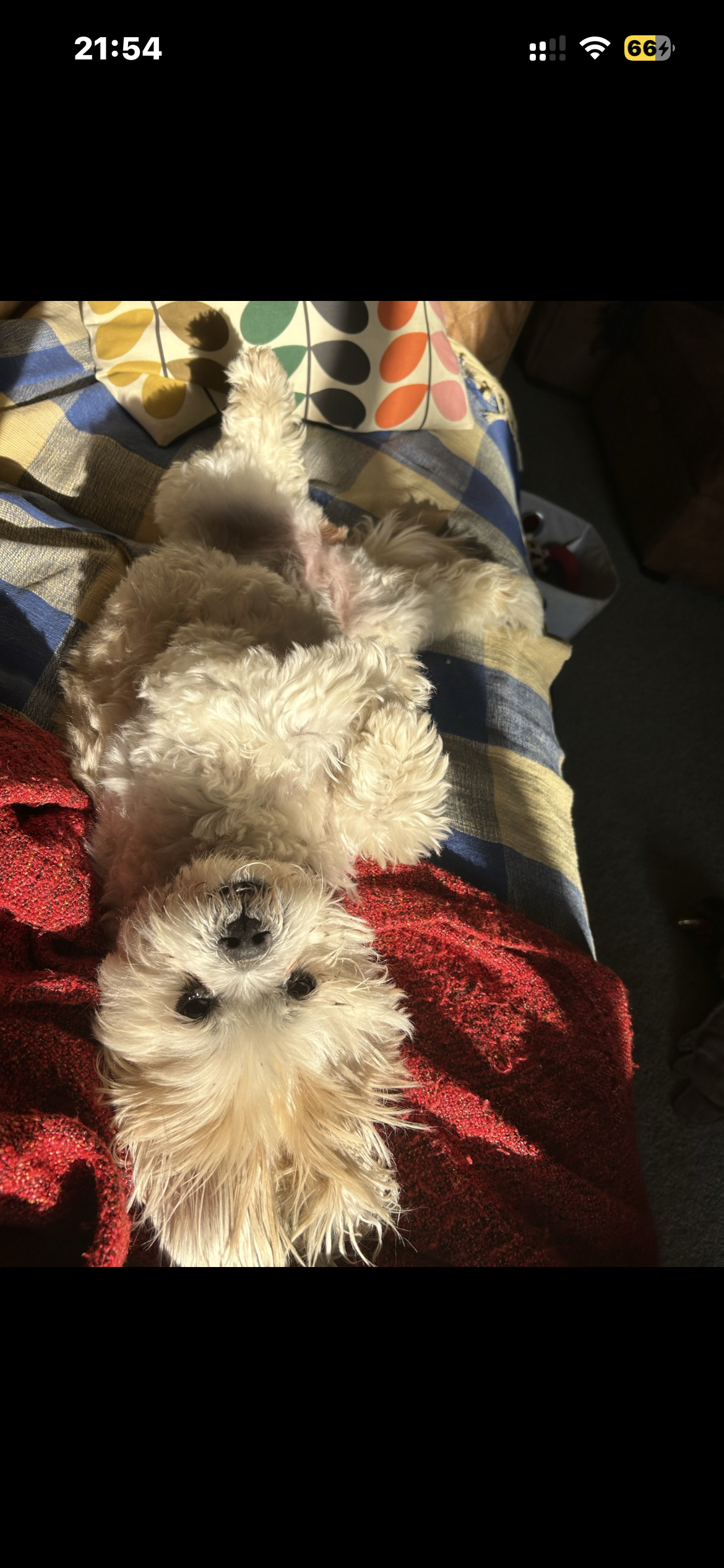 Pet Feeding & Pop-In Visits